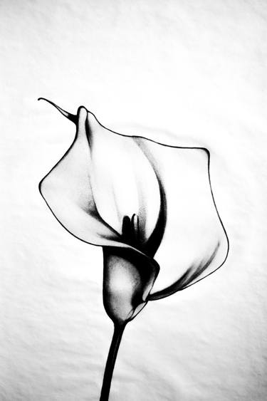 Original Floral Drawings by enrico salvadori