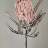 PROTEA by Galina Rogovaya