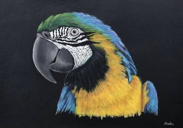 Blue and gold Macaw thumb