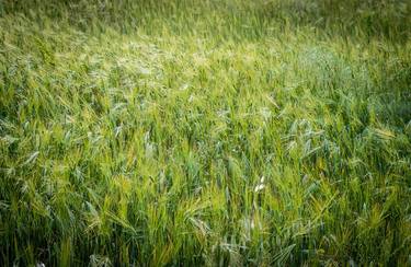 Green wheat thumb