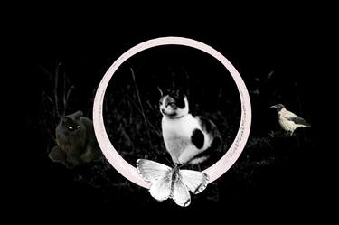 Print of Cats Photography by Barbara Schar