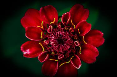 Print of Floral Photography by Barbara Schar