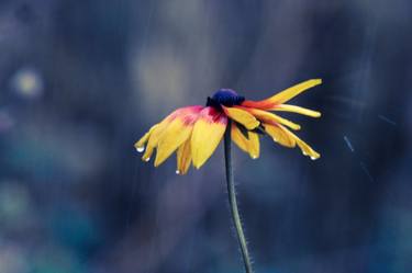 Print of Photorealism Floral Photography by Barbara Schar