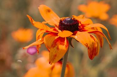 Print of Photorealism Floral Photography by Barbara Schar