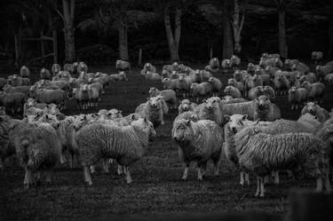 Sheep on the farm are curious thumb