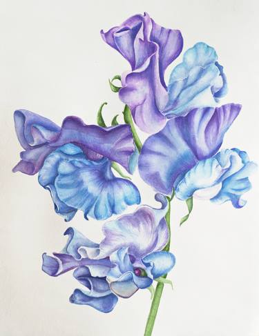 Original Floral Drawings by Maryana Chistol