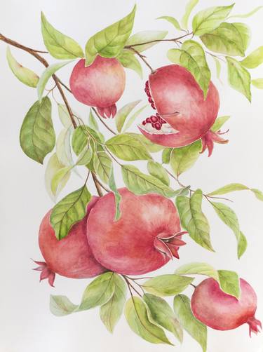 Pomegranate branch, watercolor drawing thumb