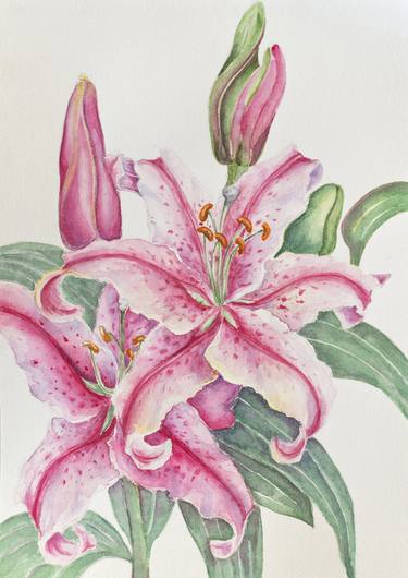 Pink Lilies, watercolor, botanical drawing thumb
