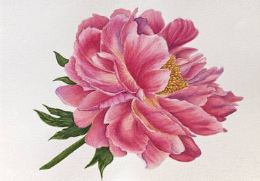 Pink Peony, watercolor, botanical drawing, large flower thumb