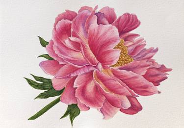 Original Fine Art Botanic Drawings by Maryana Chistol