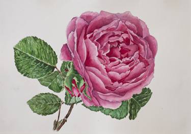 Pink Rose, watercolor, botanical drawing, large flower thumb