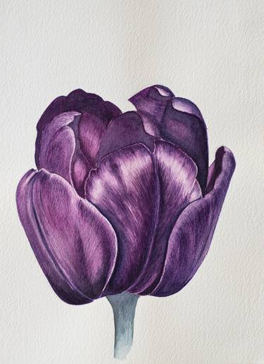 Purple Tulip, Watercolor, Botanical Drawing, Flower thumb