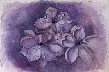Lilac purple flowers botanical drawing thumb