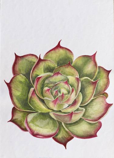 Green Red Succulents flowers drawing watercolor art illustration thumb