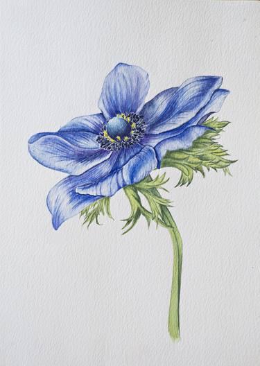 Anemones big blue flower watercolor thumb