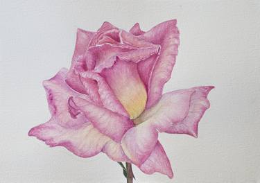 Pink Rose Original watercolor floral painting, Realistic thumb