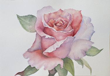 Light pink rose original watercolor floral painting, realistic thumb