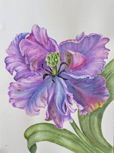 Tulip Parrot purple colored bright illustration watercolor flower thumb