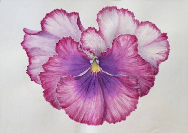 Pansy big flower watercolor illustration drawing pink purple thumb