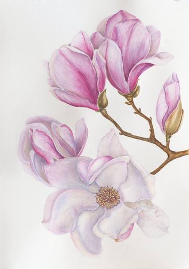 Magnolia blooming flower watercolor illustration drawing thumb