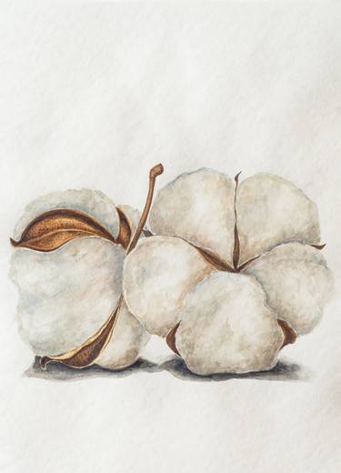 Cotton bloom flower watercolor illustration drawing minimalism thumb
