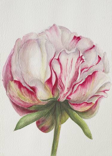 Peony tenderness flower watercolor illustration thumb