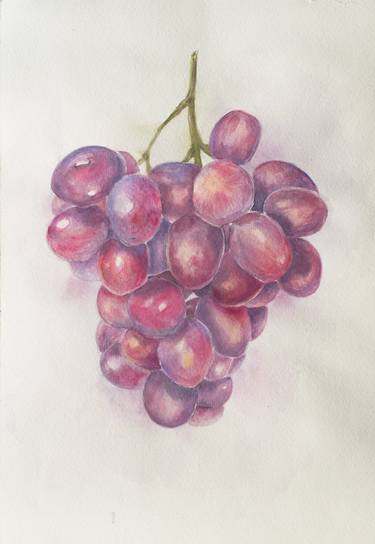 Grapes botany berries blue watercolor drawing illustration thumb