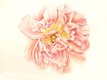 Peony large peach flower aerial watercolor drawing illustration thumb