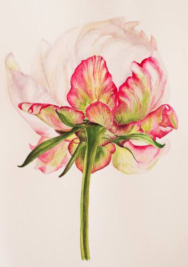 White peony delicate flower airy watercolor drawing illustration thumb