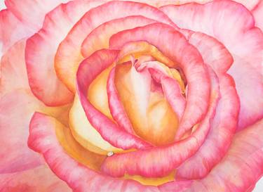 Rose large flower macro airy watercolor illustration yellow-pink thumb
