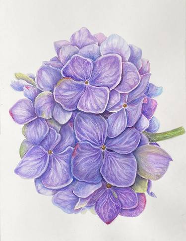 Print of Fine Art Floral Drawings by Maryana Chistol