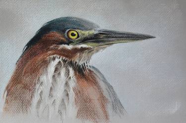 Print of Realism Animal Drawings by Susan Griffin