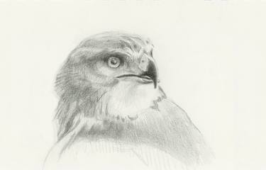 Original Realism Animal Drawings by Susan Griffin