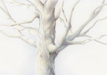 Original Realism Botanic Drawings by Susan Griffin