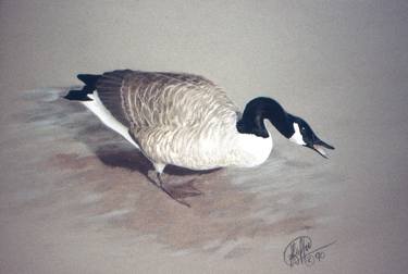 Original Realism Animal Drawings by Susan Griffin