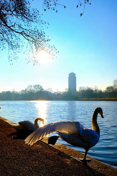 Swan Yoga Morning Stretch thumb