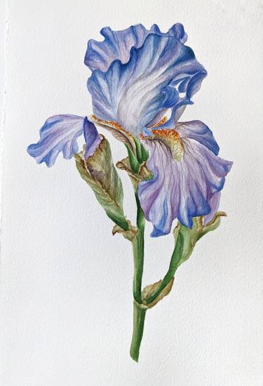 Botanical Watercolor Iris thumb