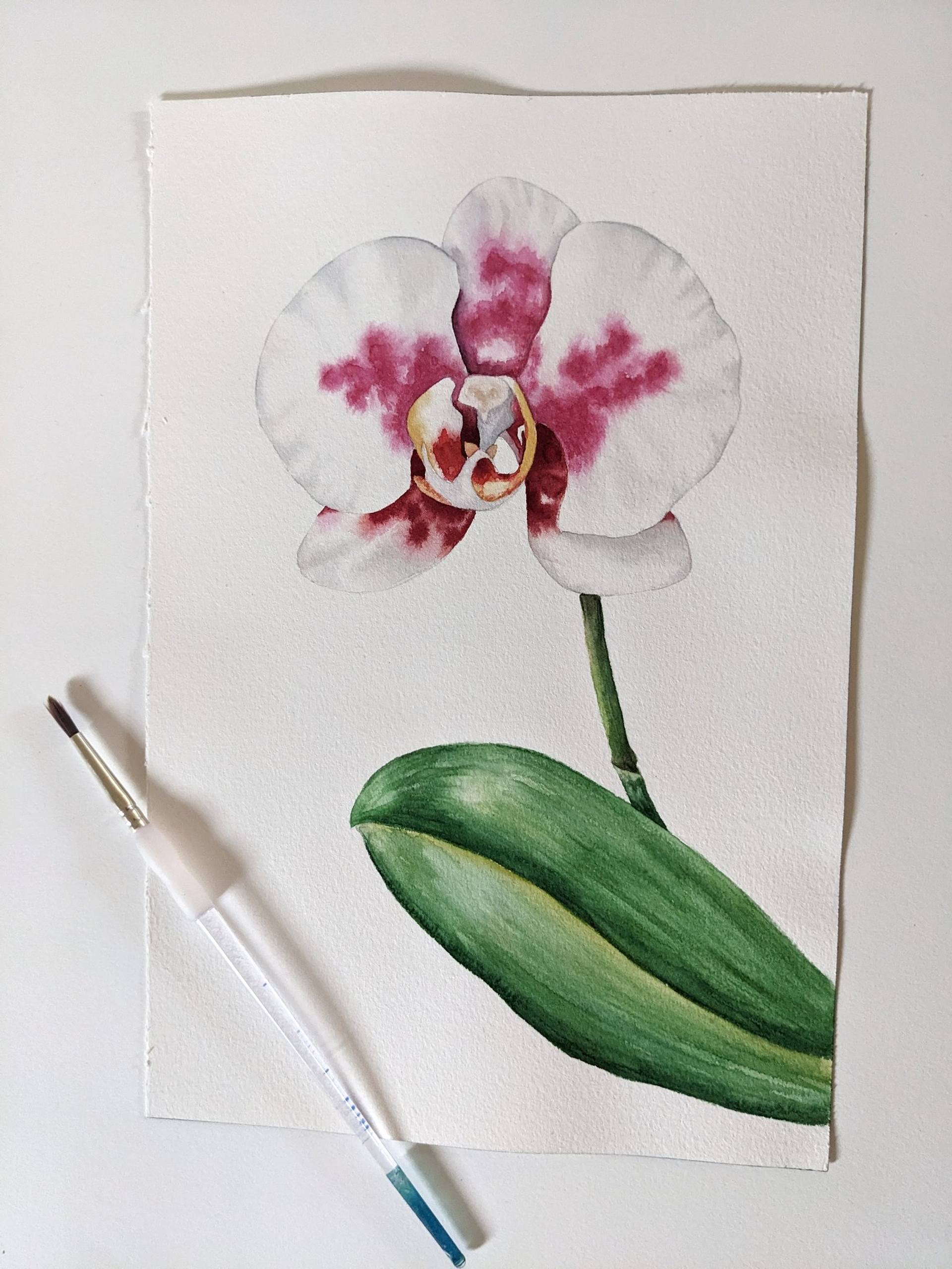 orchid watercolour painting