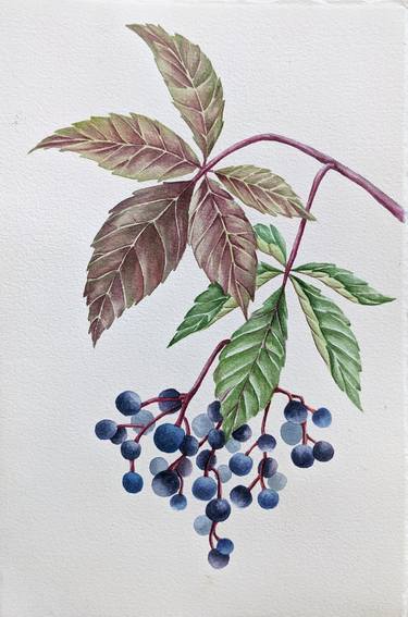 Botanical watercolor berry thumb