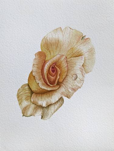 Botanical watercolor Golden Rose thumb