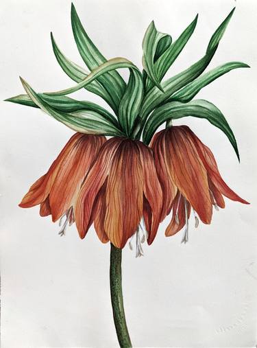Botanical watercolor Imperial Lily thumb