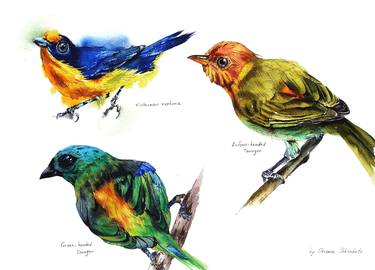 Colorful birds, Original watercolor birds painting thumb