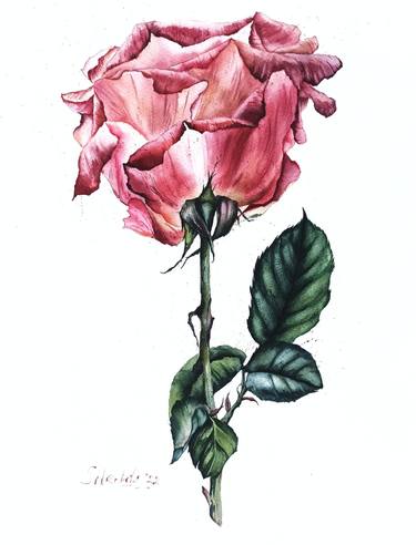 Dusty pink rose, Original watercolor flower painting thumb