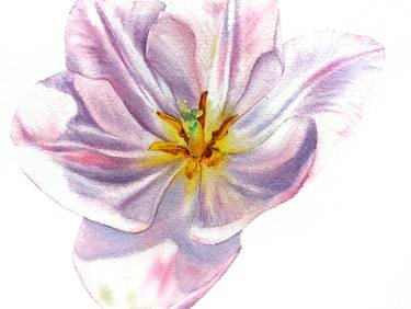 Delicate tulip petals #2, Original watercolor floral painting thumb
