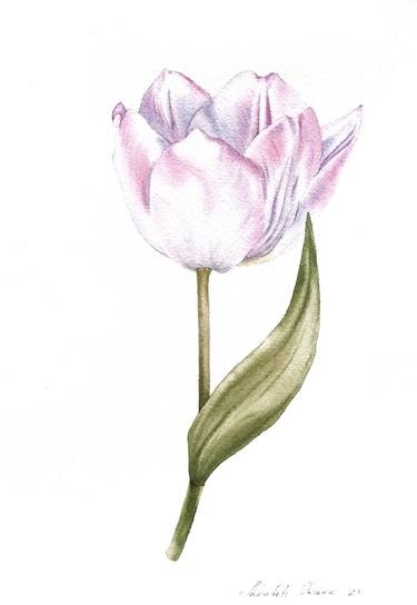 Soft pink tulip, Original watercolor floral painting thumb
