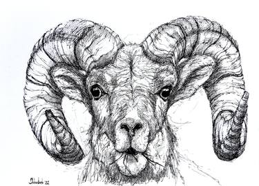 Ink bighorn sheep thumb
