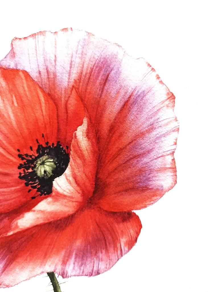 Set of 2, Poppy Painting, Poppy orders Gift, Poppy Flower Art, Poppy Flower Print, Watercolor Flower, White Poppy Gifts, Botanical Painting