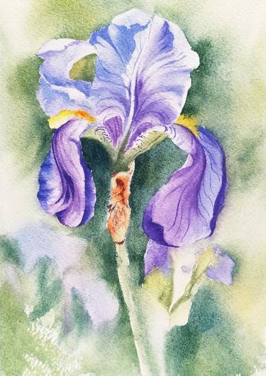Blue-purple iris thumb