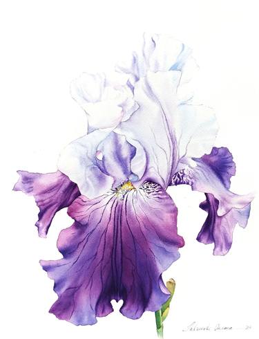 Blue purple iris - original watercolor floral painting thumb