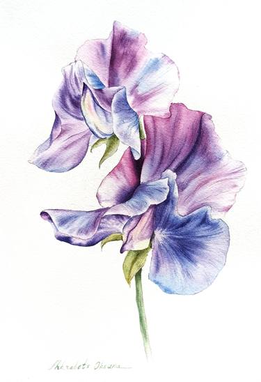 Blue purple sweet pea flower - original watercolor painting thumb